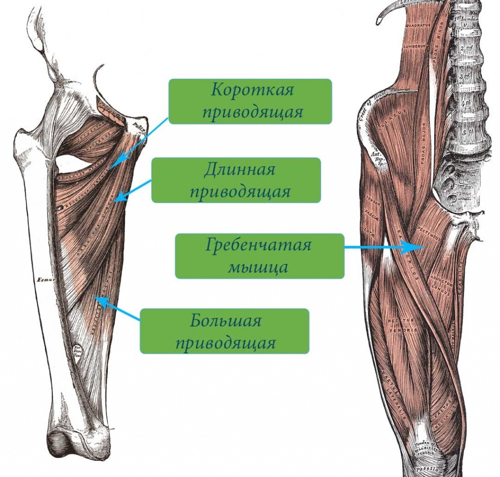 Приводящие мышцы бедра анатомия картинки