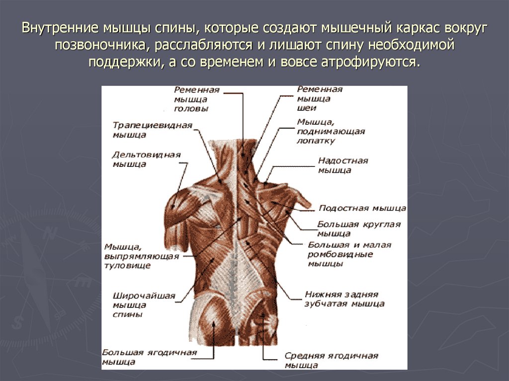 Схема мышцы спины с названиями