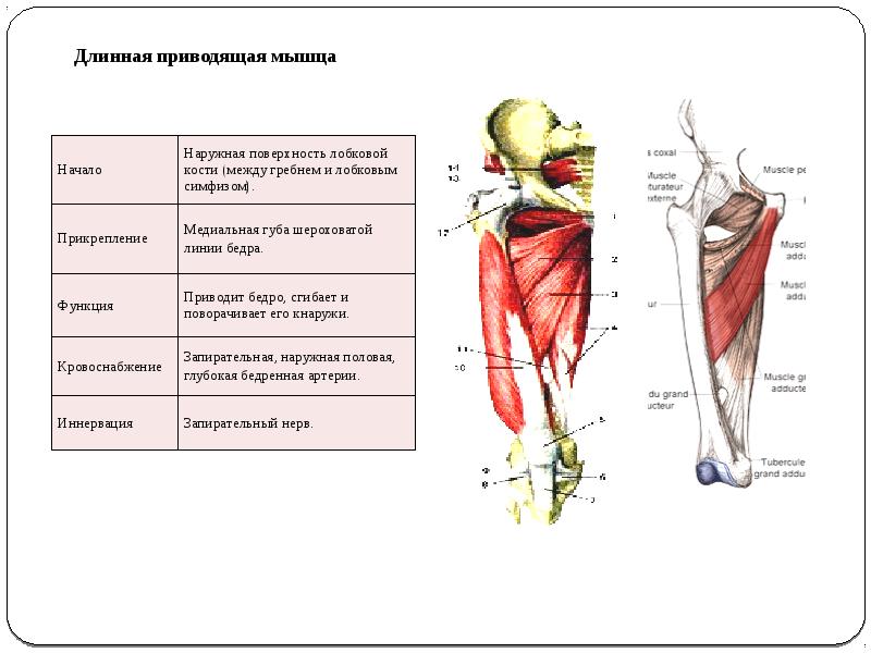 Мышцы тазобедренного сустава и малого таза: строение и функции