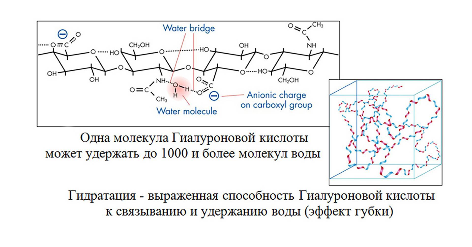 Гиалуроновая кислота презентация