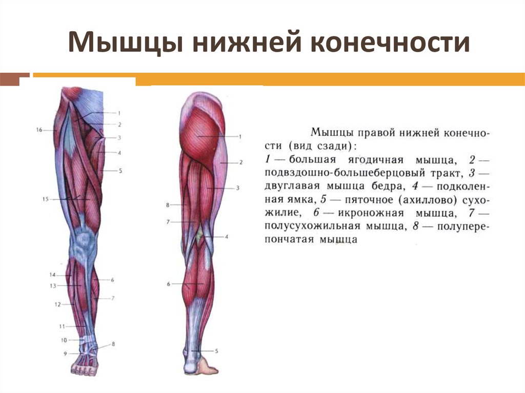 Мышцы ног человека: анатомия, строение, схема-рисунок с названием
