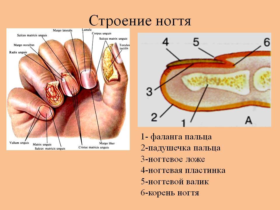 Лечение грибка ногтей. как будут выглядеть ногти после процедуры?