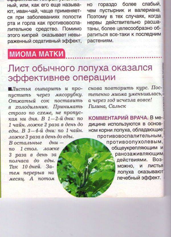 Листья лопуха для оздоровления организма и красоты: 7 способов применения и полезные советы