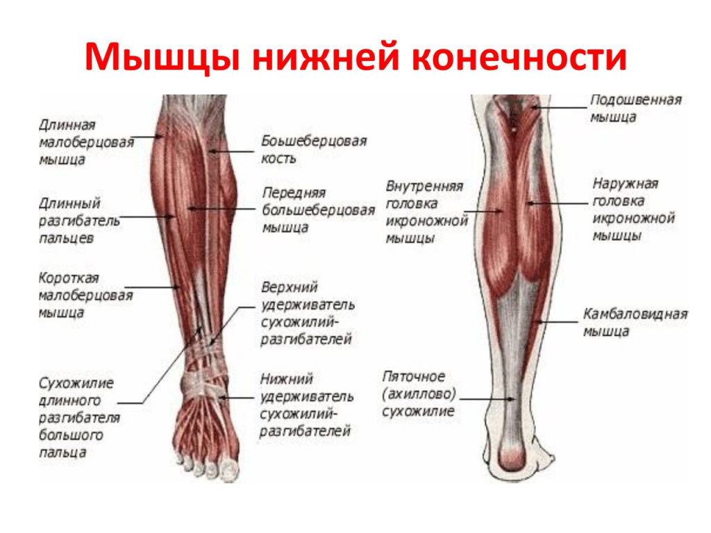 Анатомия и строение мышц ног: что, как устроено и как качать