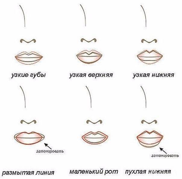 Какая губа темнее верхняя или нижняя в рисунке