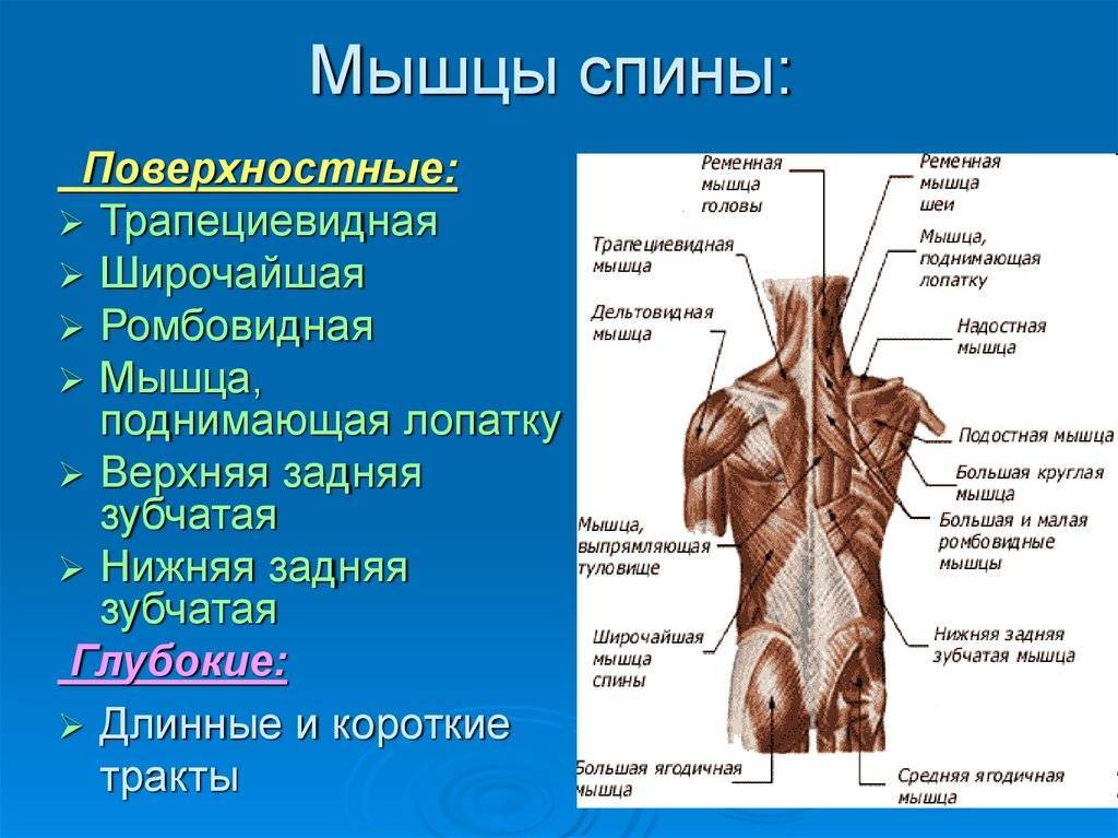 Кости и суставы. строение суставов