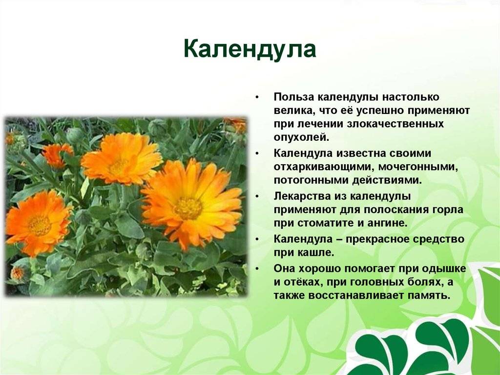Цветки календулы для чего. Calendula officinalis препараты. Календула лекарственная ноготки. Календула соцветие. Цветок лечебной календулы.
