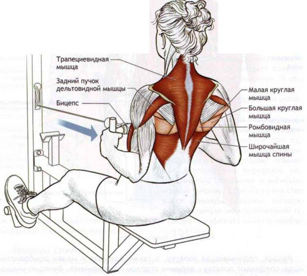 Упражнения на широчайшие мышцы спины: как накачать крылья дома или в зале