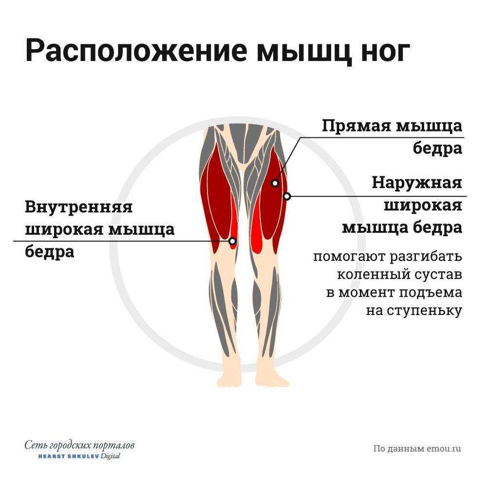 Приводящие мышцы бедра большая длинная и малая анатомия функции и топ упражнений для аддукторов