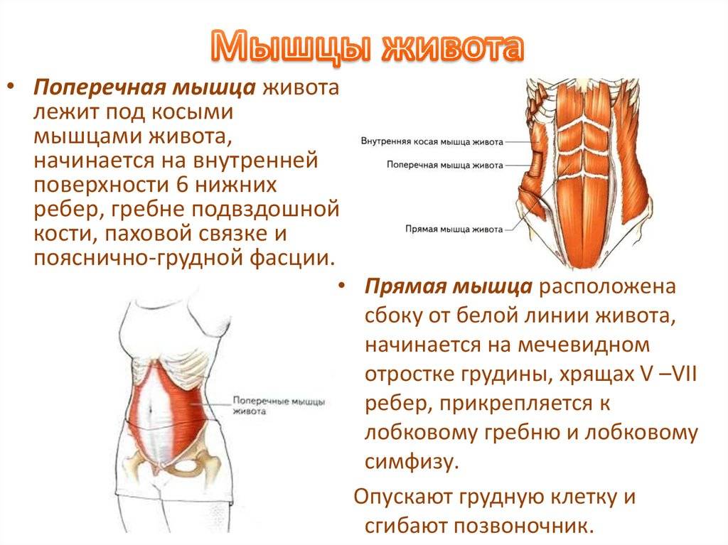 Брюшная стенка — большая медицинская энциклопедия