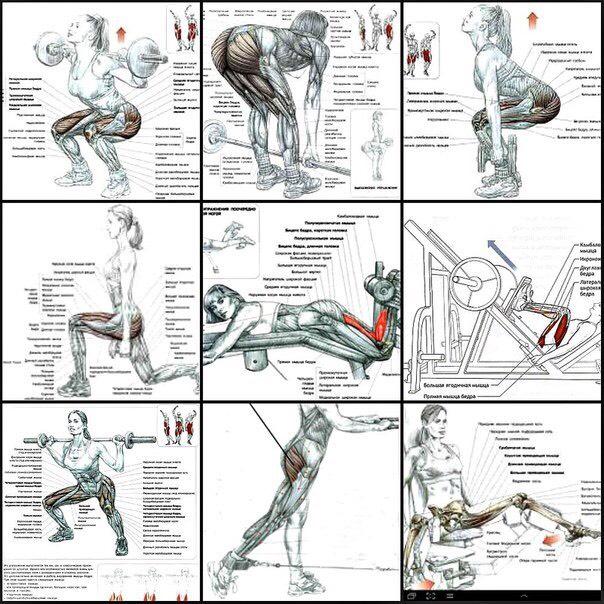 Упражнения в картинках в силовом тренажере