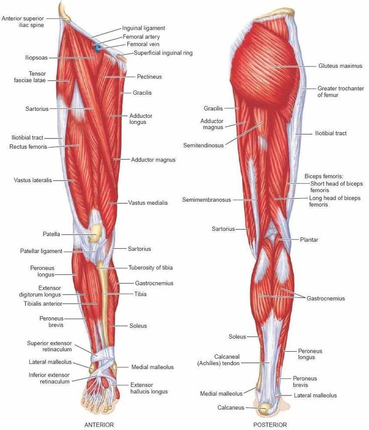 Строение ног человека фото с описанием мышц