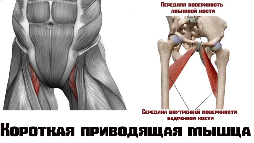 Приводящая мышца бедра фото где находится