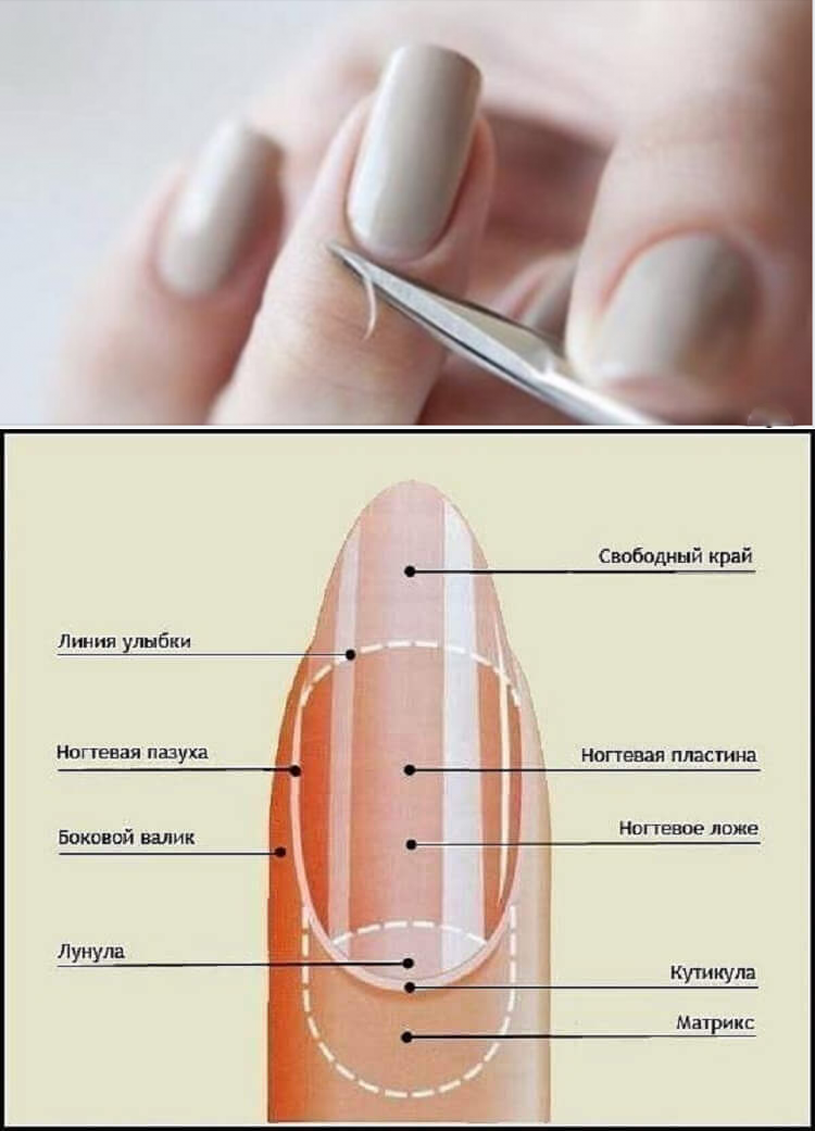 Как производится удлинение ногтевого ложе. средства для ускорения роста ногтей: как ускорить процесс