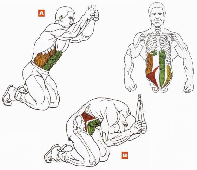Косые мышцы пресса: анатомия и лучшие упражнения на боковой пресс для женщин и мужчин