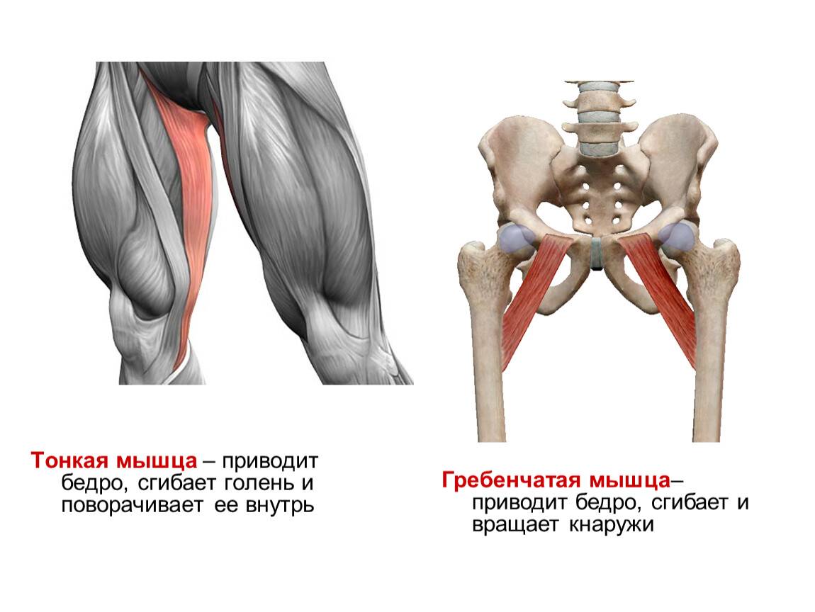 Мышцы бедра, их расположение, анатомия и функции: четырехглавая, двуглавая, прямая, приводящие