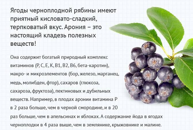 7 лечебных свойств черноплодной рябины, а также противопоказания для здоровья
