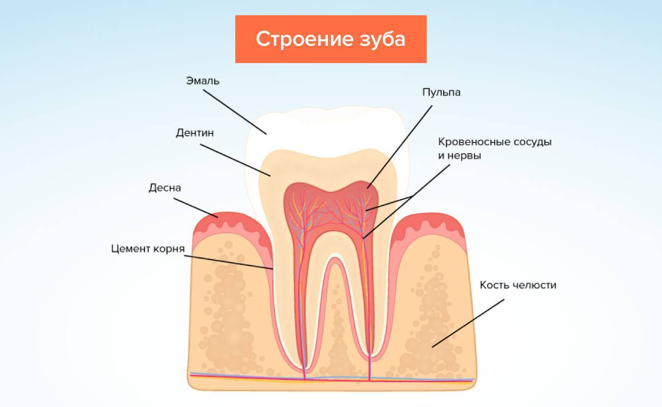 Сосуды десны. Строение зуба человека схема кариес. Строение зуба в Десне анатомия. Анатомическое строение зуба стоматология.