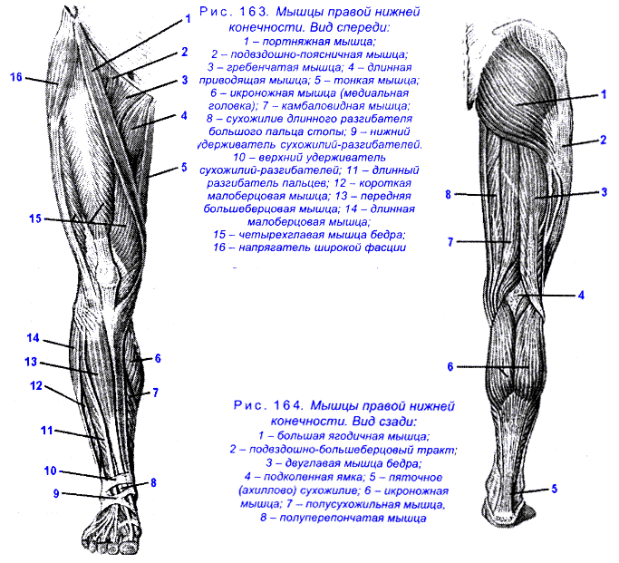 Схема мышц ног человека