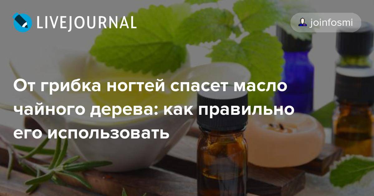 Масло чайного от грибка ногтей. Масло чайного дерева от грибка ногтей. Масло чайного дерева для ногтей от грибка ногтей. Масло чайного дерева при грибке ногтей. Чайное дерево для ногтей от грибка.