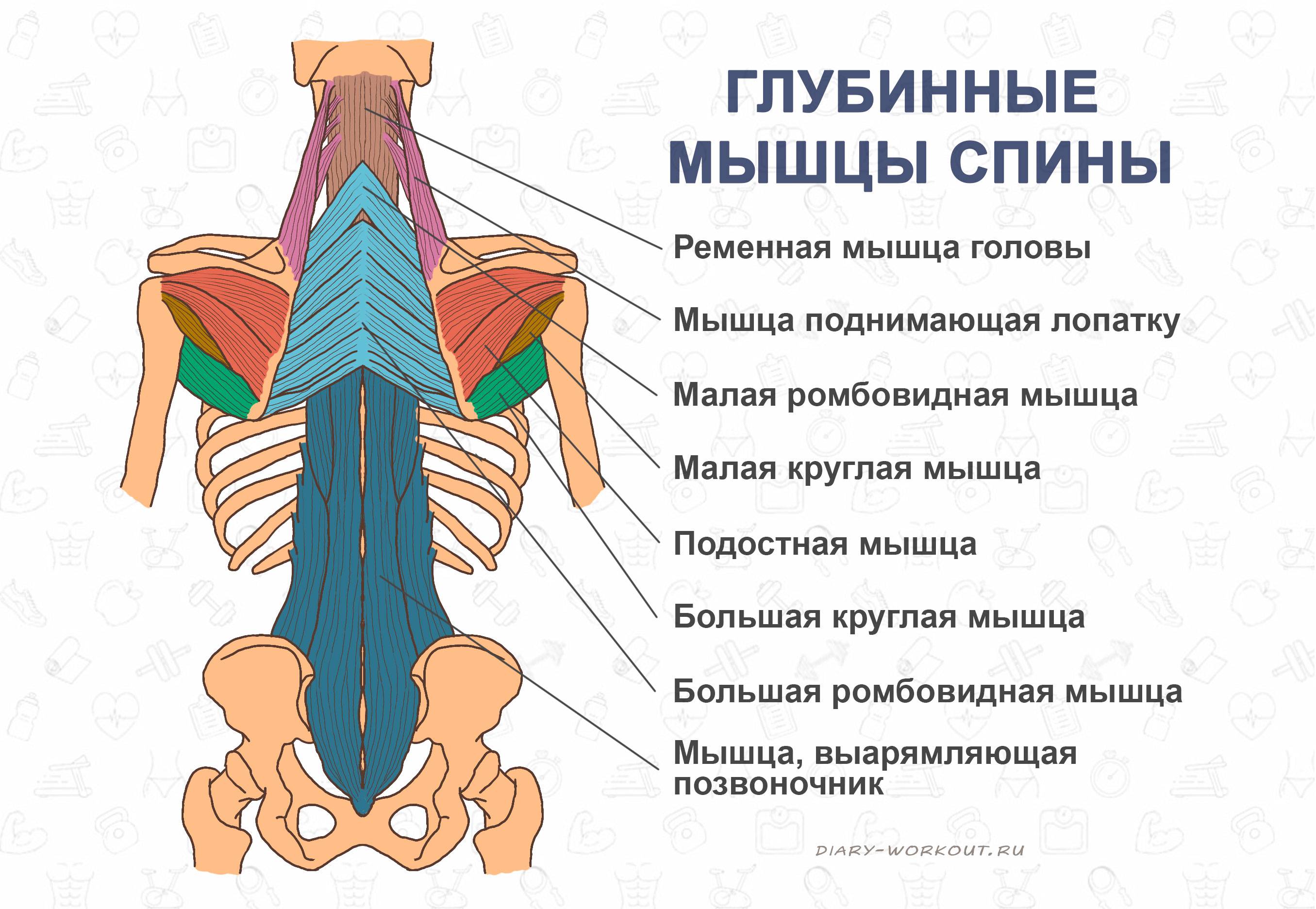 Мышцы спины человека схема