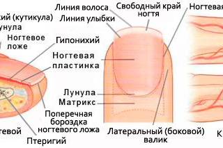 Описание и схемы строения ногтя и ногтевой пластины. как они растут?