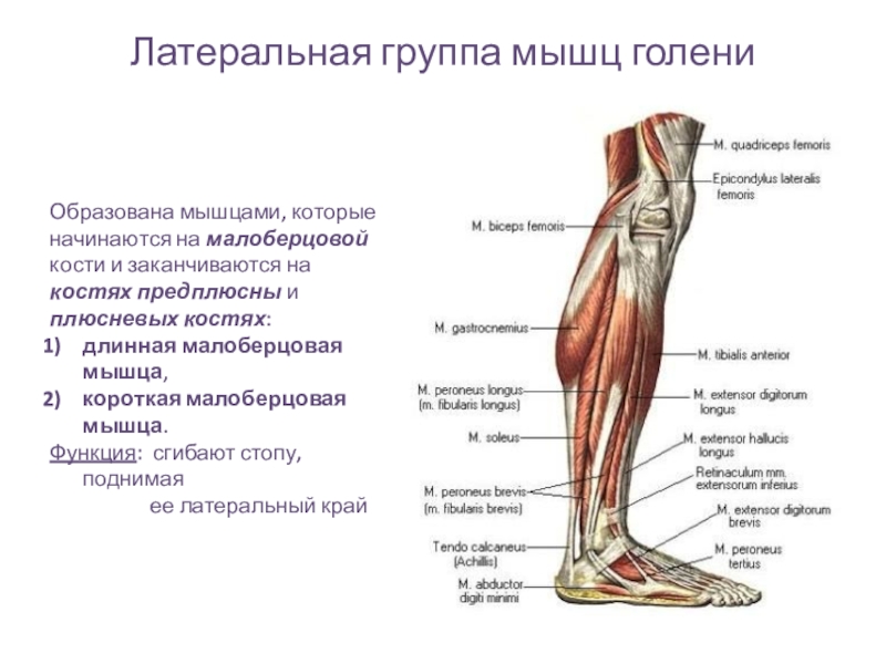 Анатомия мышц ног
