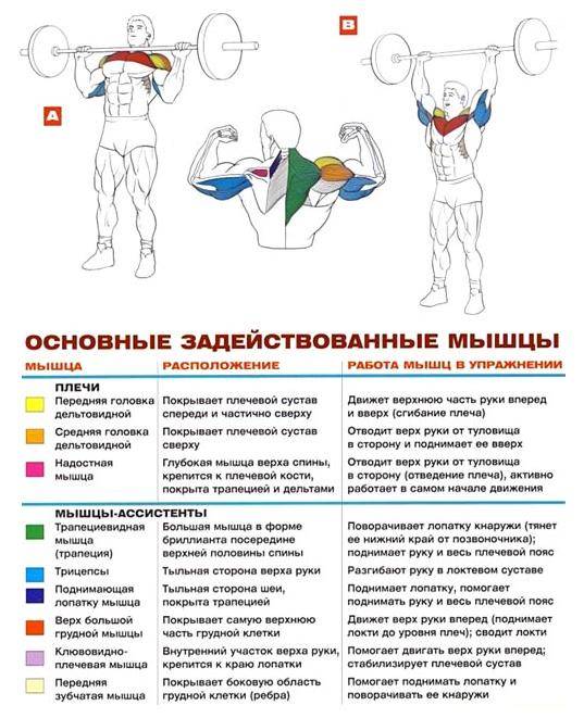 Жим гантелей стоя: развиваем дельтовидные мышцы | rulebody.ru — правила тела