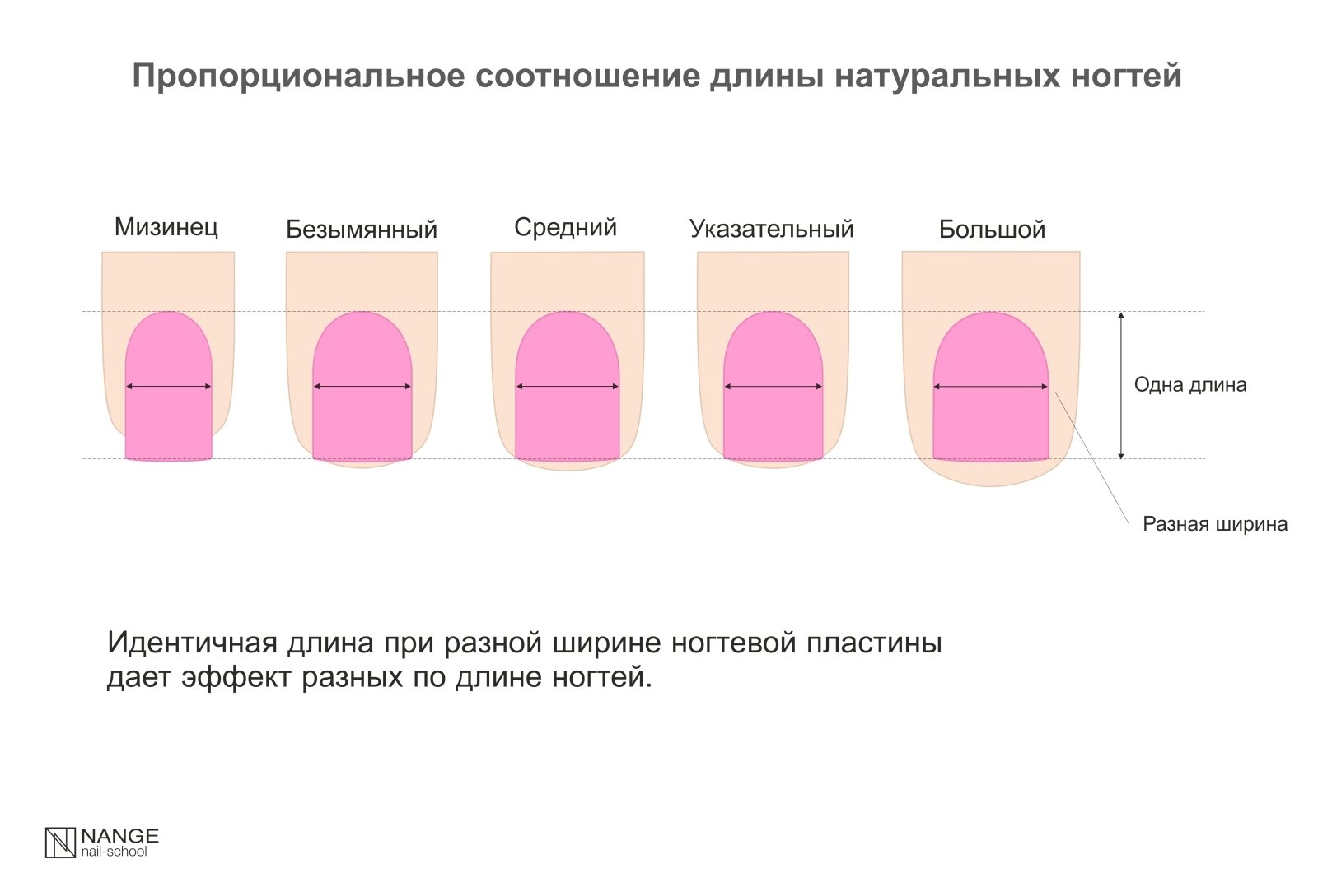 Пропорции длины ногтей при опиле