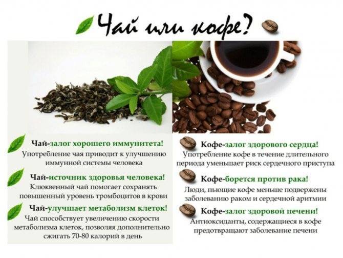 Как заваривать зеленый кофе? рецепты блюд с фото, видео на your-diet.ru