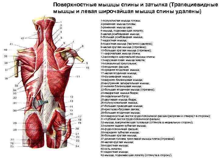 Анатомия спины человека в картинках