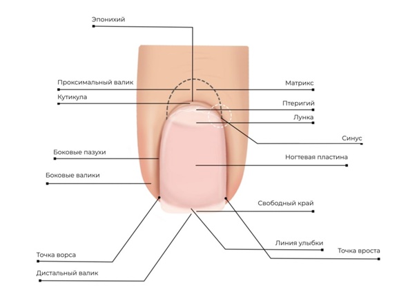 Строение ногтевой пластины для мастера маникюра схема