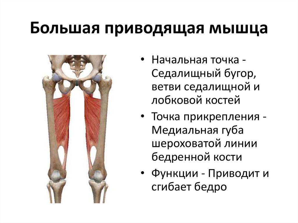 Приводящие мышцы бедра: большая, длинная и малая, анатомия, функции и топ упражнений для аддукторов