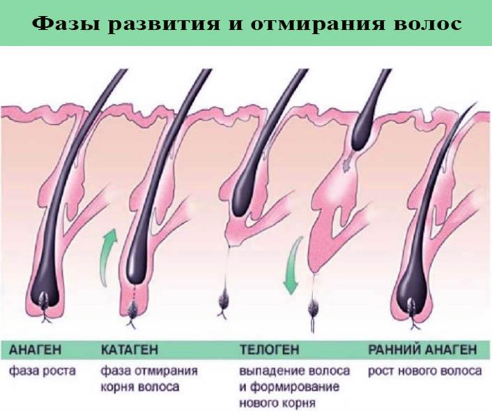 Строение и функции волос