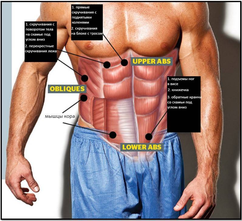 Косые мышцы живота – как накачать наружные мышцы, упражнения, фото, видео