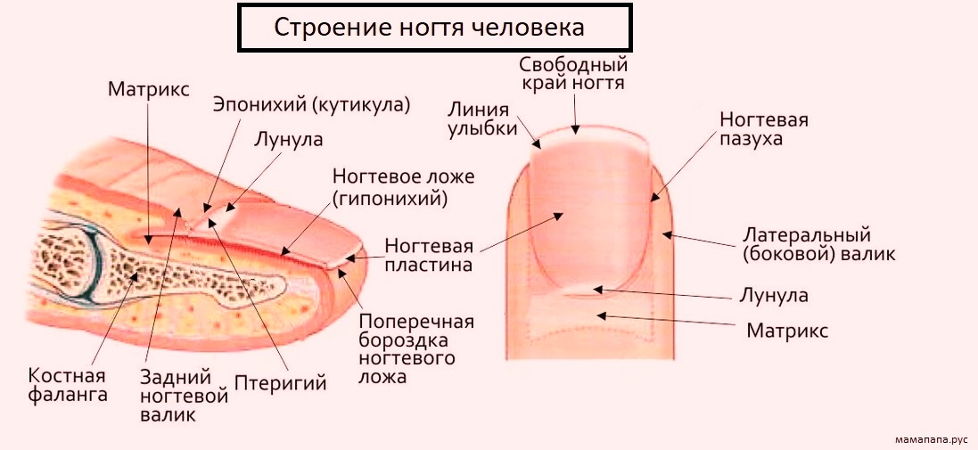 Травма ногтя спб. лечение травмы ногтя в ногтевой клинике