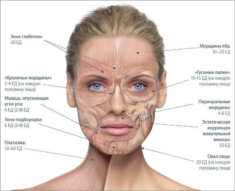 Анатомия лица:  жировые пакеты, сосуды, нервы, опасные зоны, инволюционные изменения.