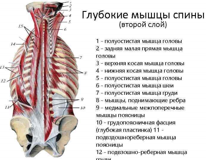 Мышцы позвоночника