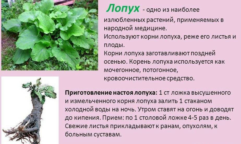 Лопух от прыщей и других дефектов кожи, польза и лечение лопухом
лопух от прыщей и других дефектов кожи, польза и лечение лопухом