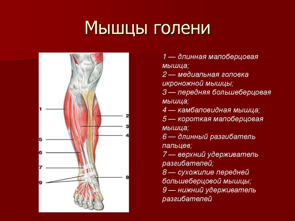 Голень у человека рисунок