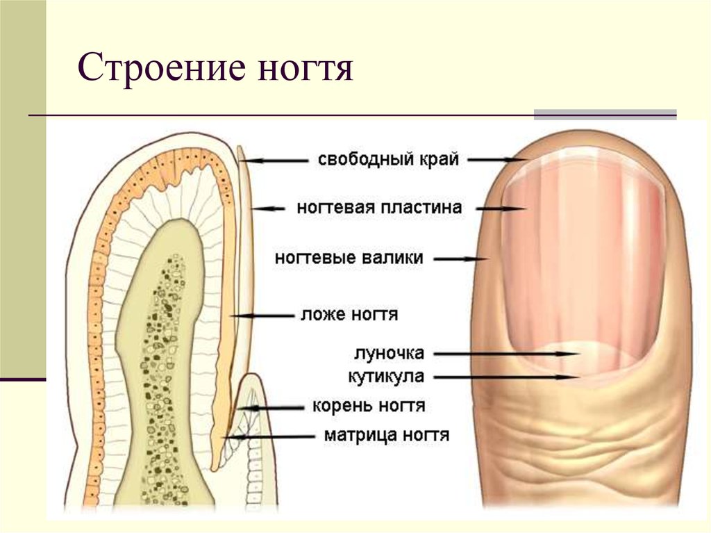 Причины деформации ногтей на руках - ногтевой сервис