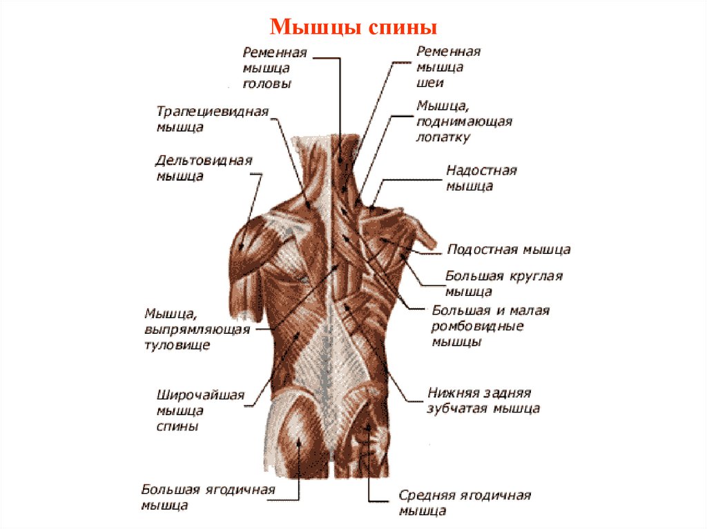 Схема мышц спины человека