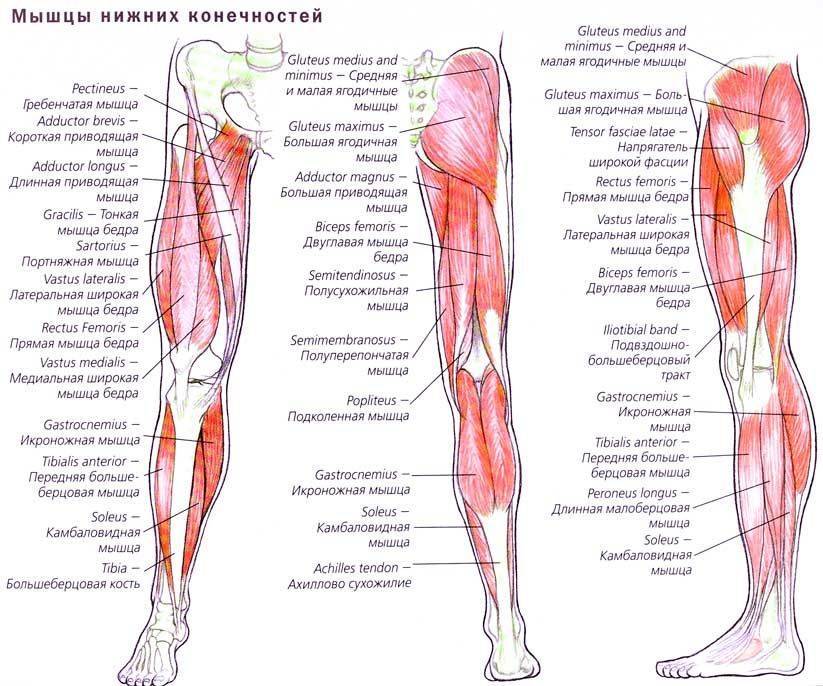 Мышцы ног человека названия и функции картинки