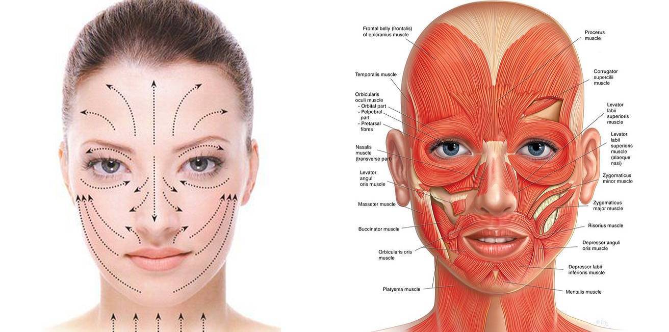 Мышцы лица для массажа фото с описанием