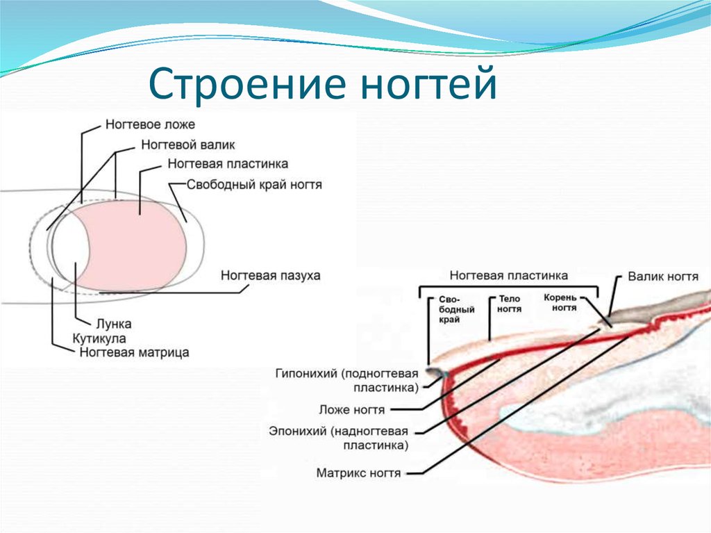 Почему растут волосы и ногти. Строение ногтевой пластины слои. Строения ногтя и ногтевой пластины схема. Схематическое строение ногтевой пластины. Структура ногтя и кутикулы.