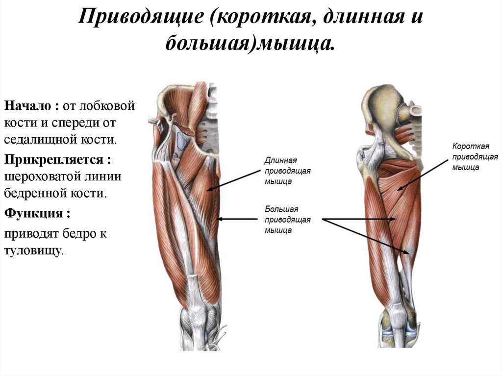 Агонисты, синергисты и антагонисты
агонисты, синергисты и антагонисты