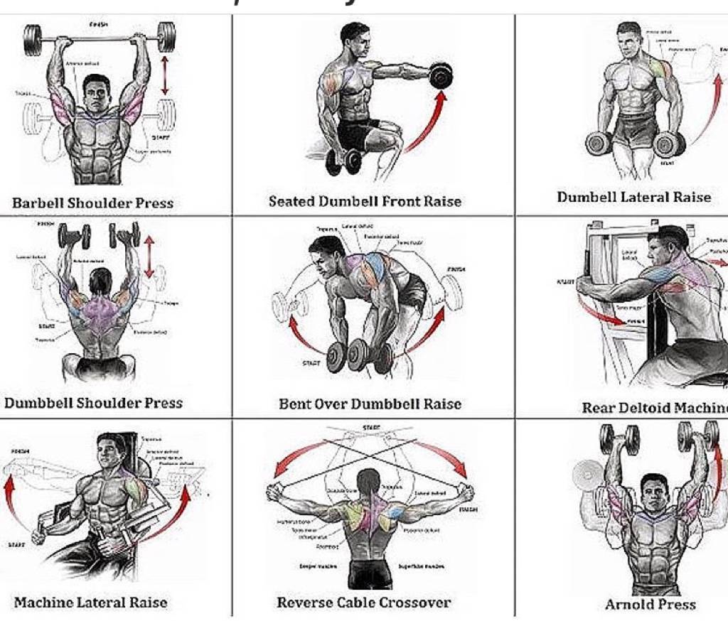 Упражнения для плеч в тренажерном зале для мужчин в картинках