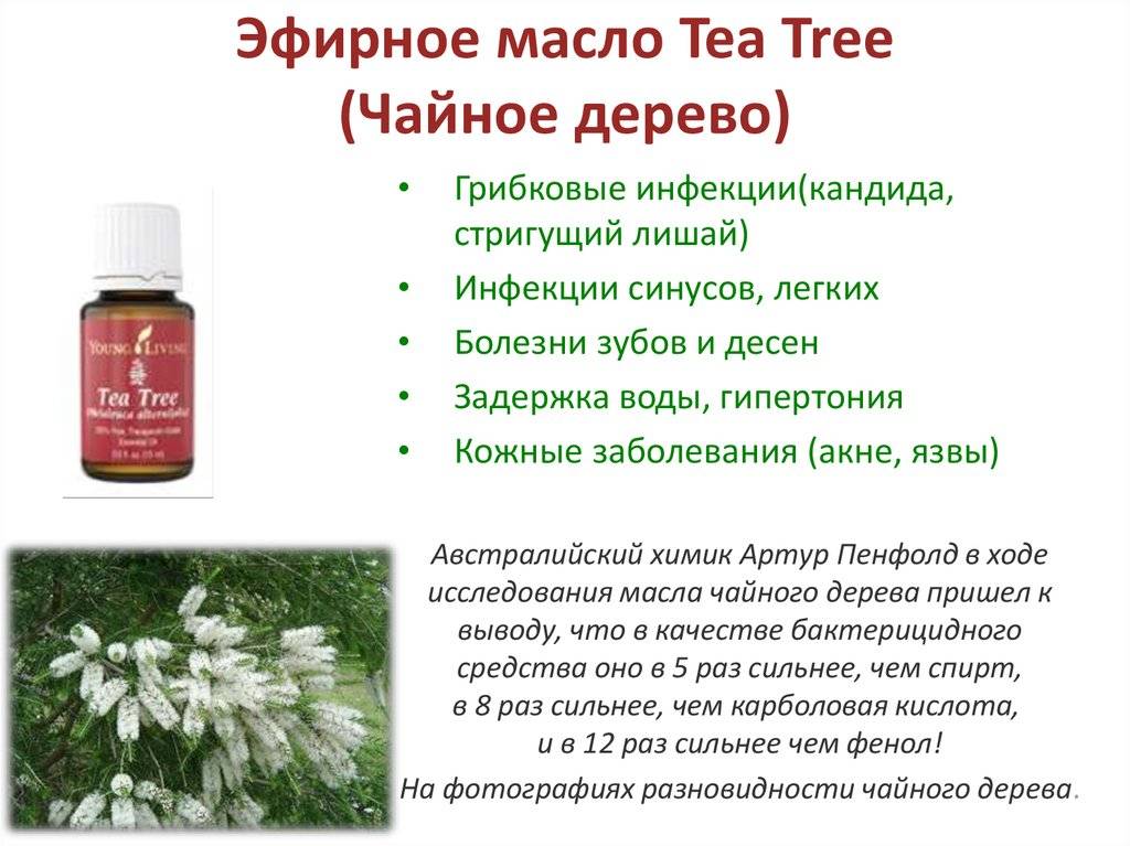 Масло чайного дерева от грибка ногтей: свойства, способы лечения, противопоказания