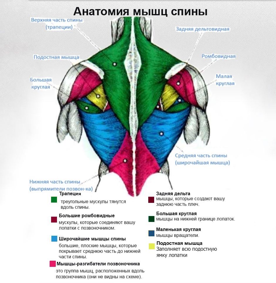 Схема мышц поясницы