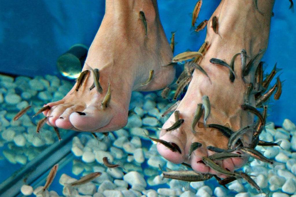 Рыбки пилинг гарра руфа: страшная правда о фишспа